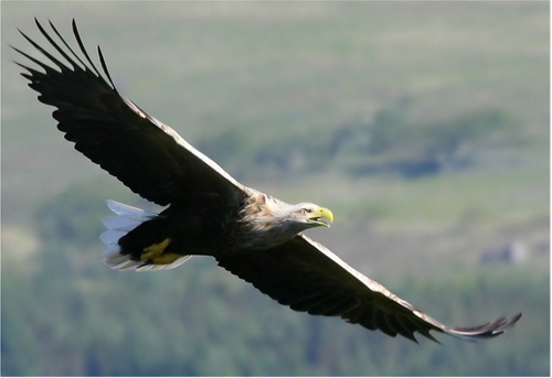 Eagle soaring in the sky on the Isle of Jura.