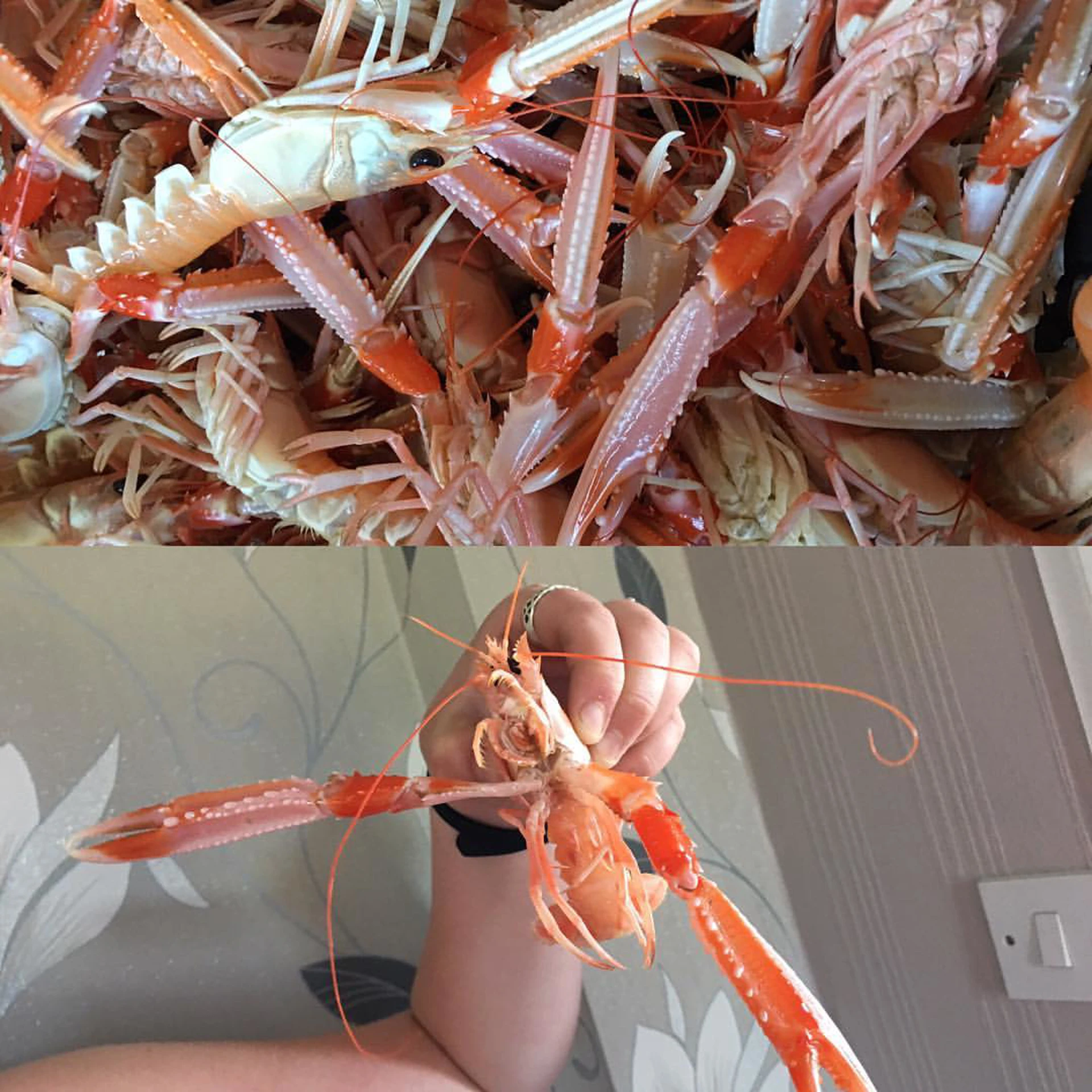 nippers.jpg