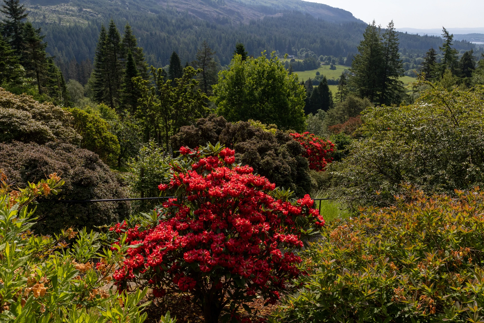 rs4572_benmore_garden_10-06-23___22.jpg