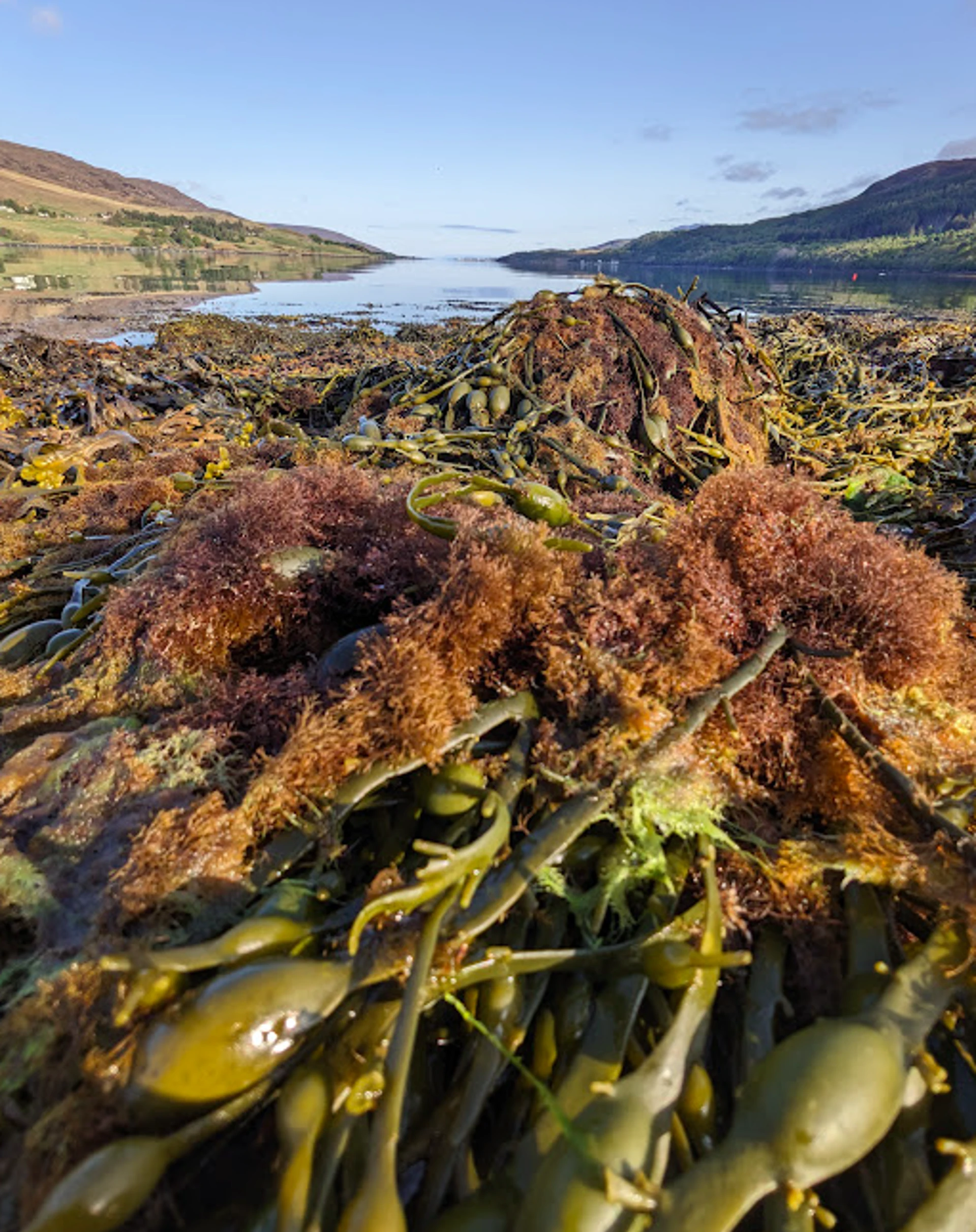 Egg Wrack & Wrack Siphon Weed