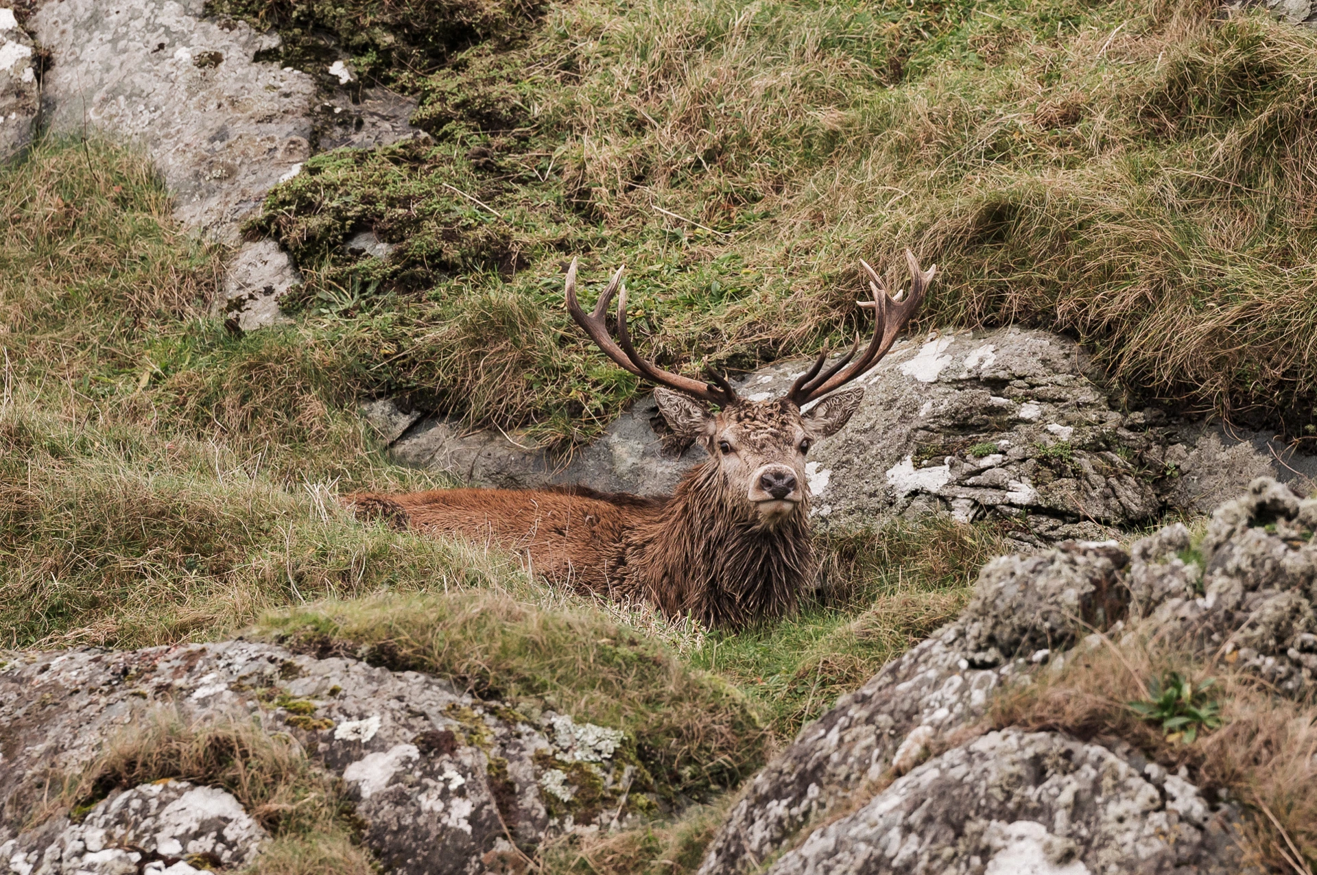 ISA Wildlife SR 013 6262