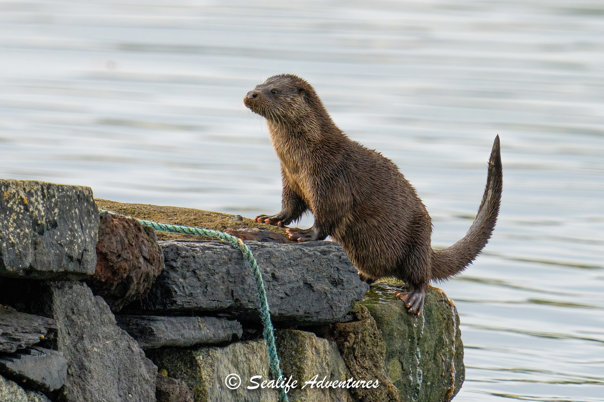 Background image - Otter On Ardmaddy Pier 7