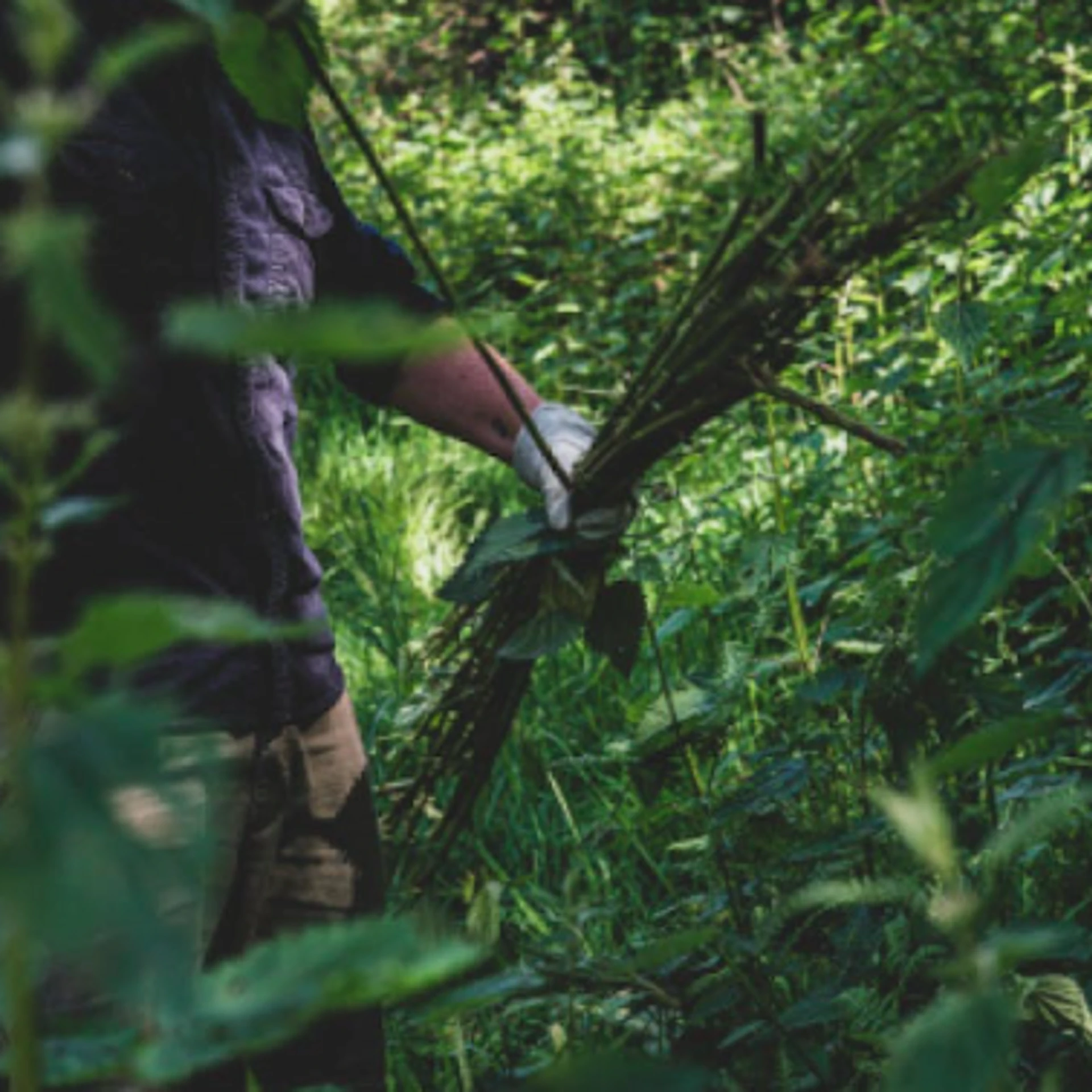 Gathering Nettle Stems