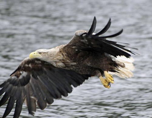 Eagle soaring around the Isle of Mull