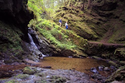 Puck's Glen is another fantastic walk in Cowal.