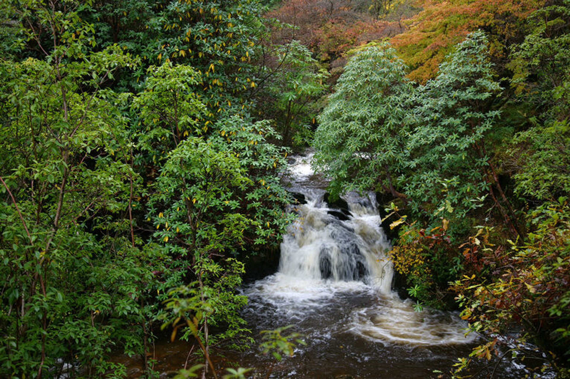 Background image - Crarae Waterfall 0218 E6ea2ebf0c93e063b79f35d7c35d3865