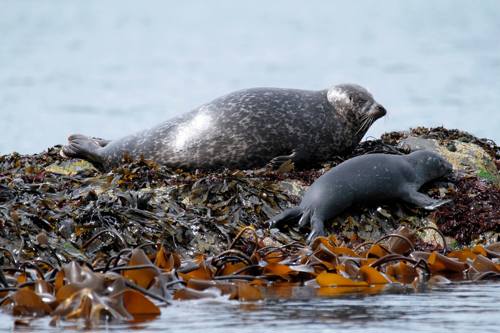 Seafari Adventures Wildlife Tours Oban