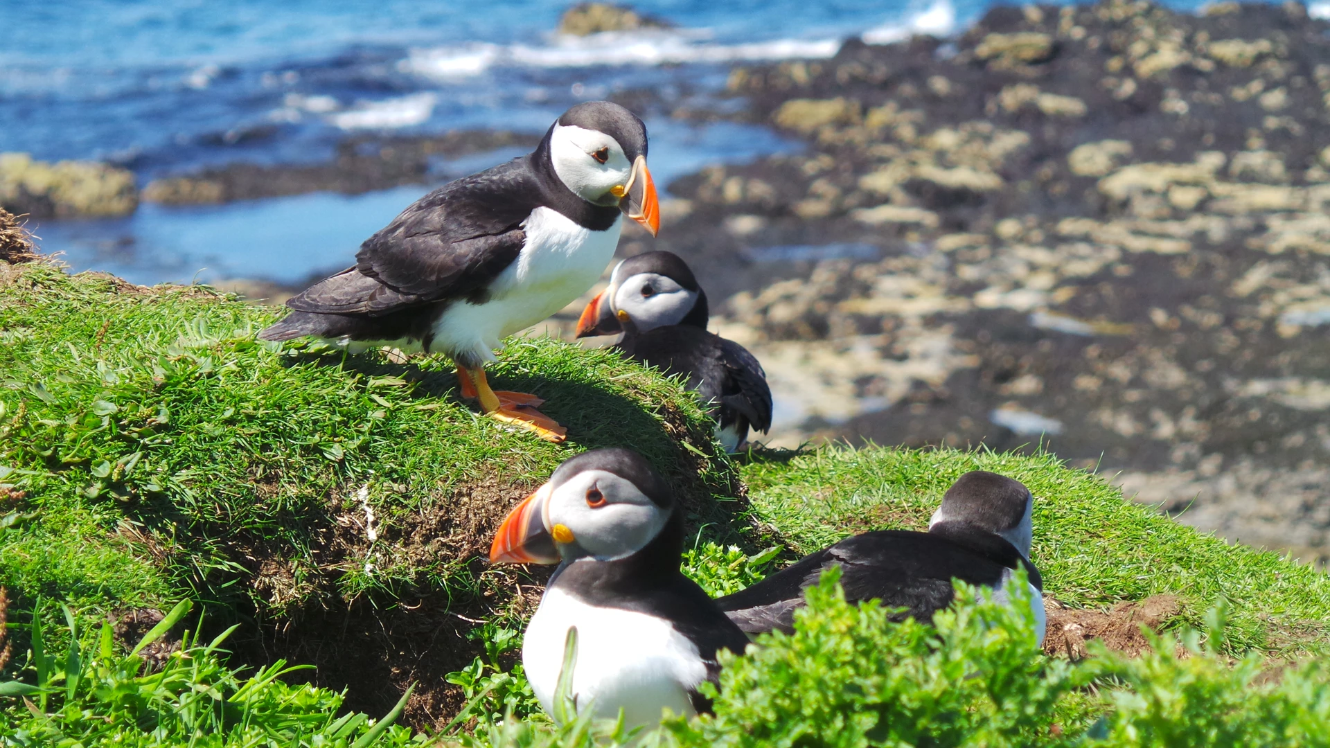 Puffins 2