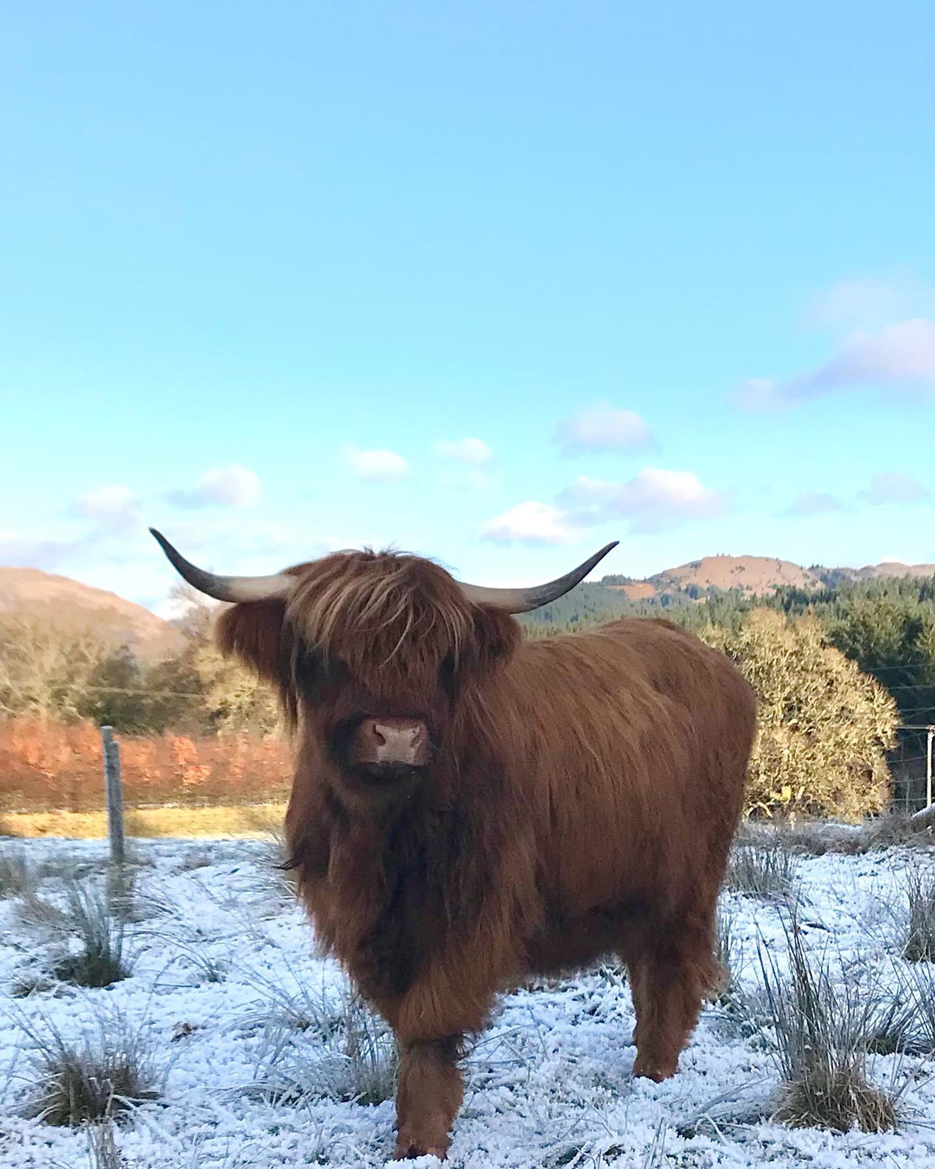 Background image - Highland Cow Ice Cream