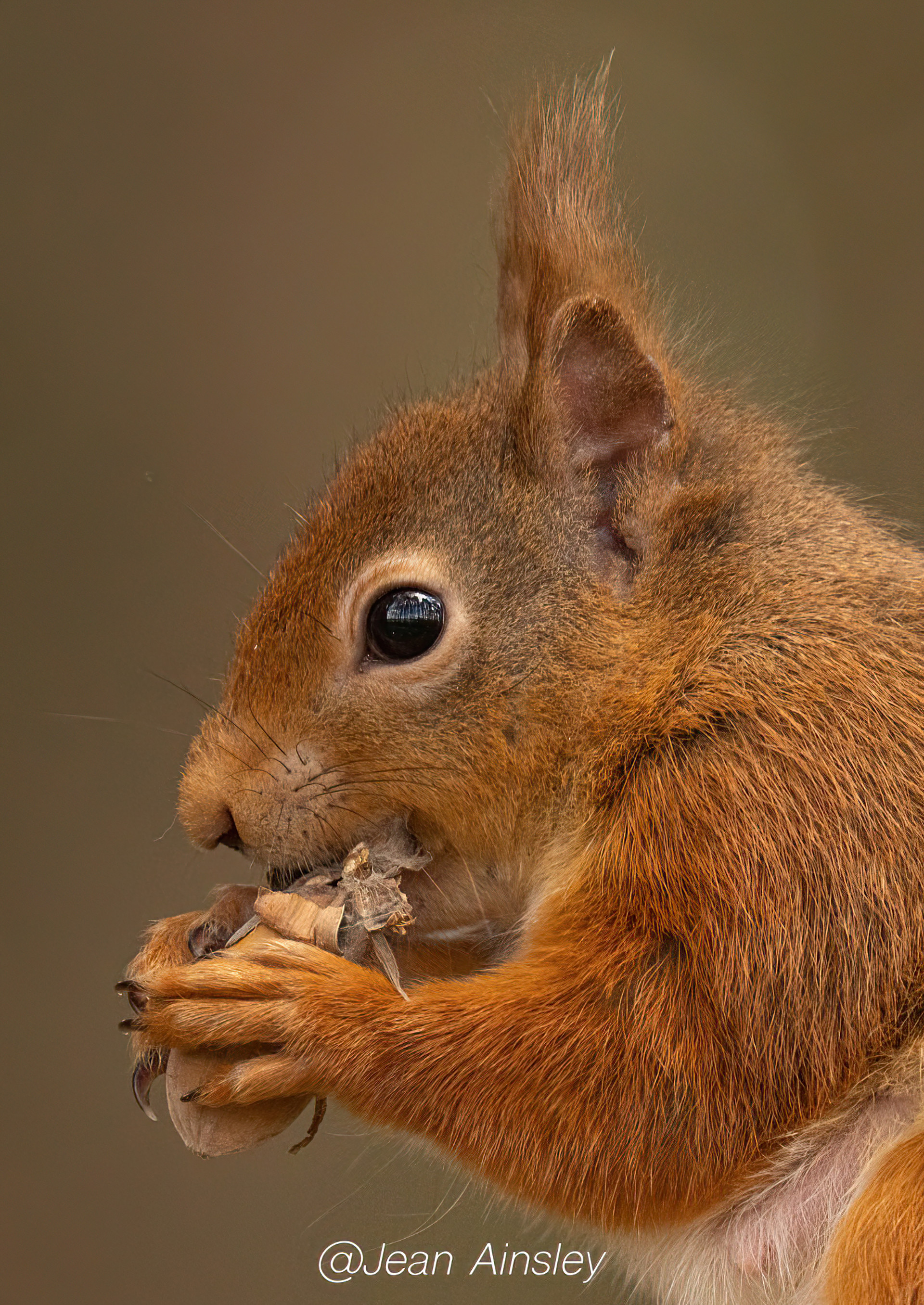 Background image - 5 Squirrel Close Up Portrait