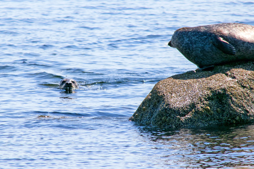 When visiting Scalpsie Bay, you might be lucky and spot some wildlife!