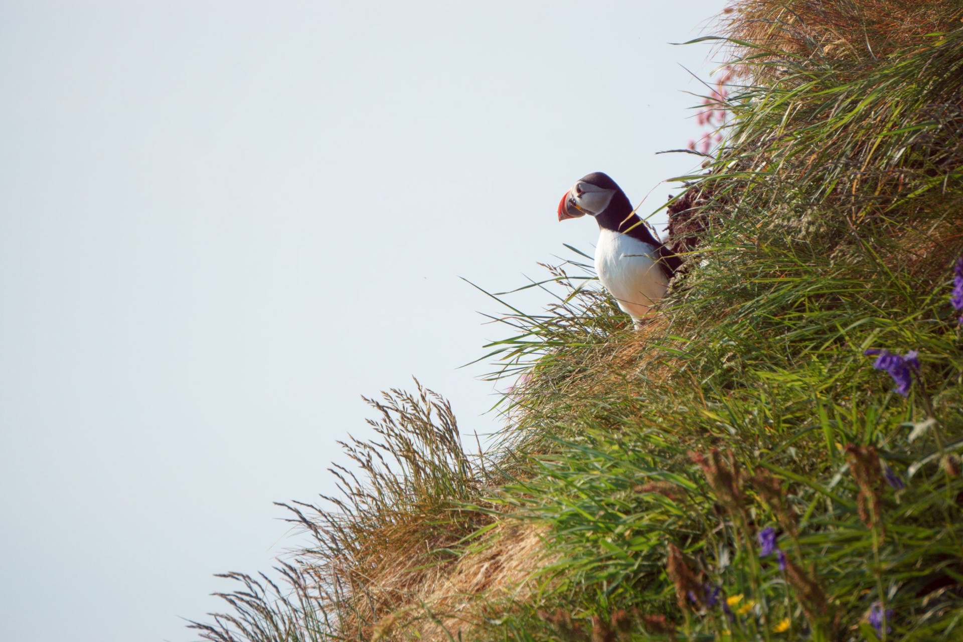 Background image - Puffin Hillside