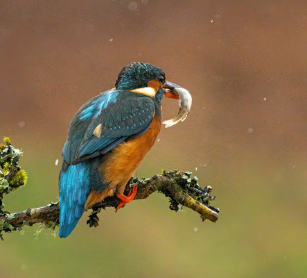 Kingfisher Fish 1