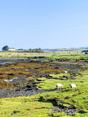 Blackmill Bay Luing Kelpie Media