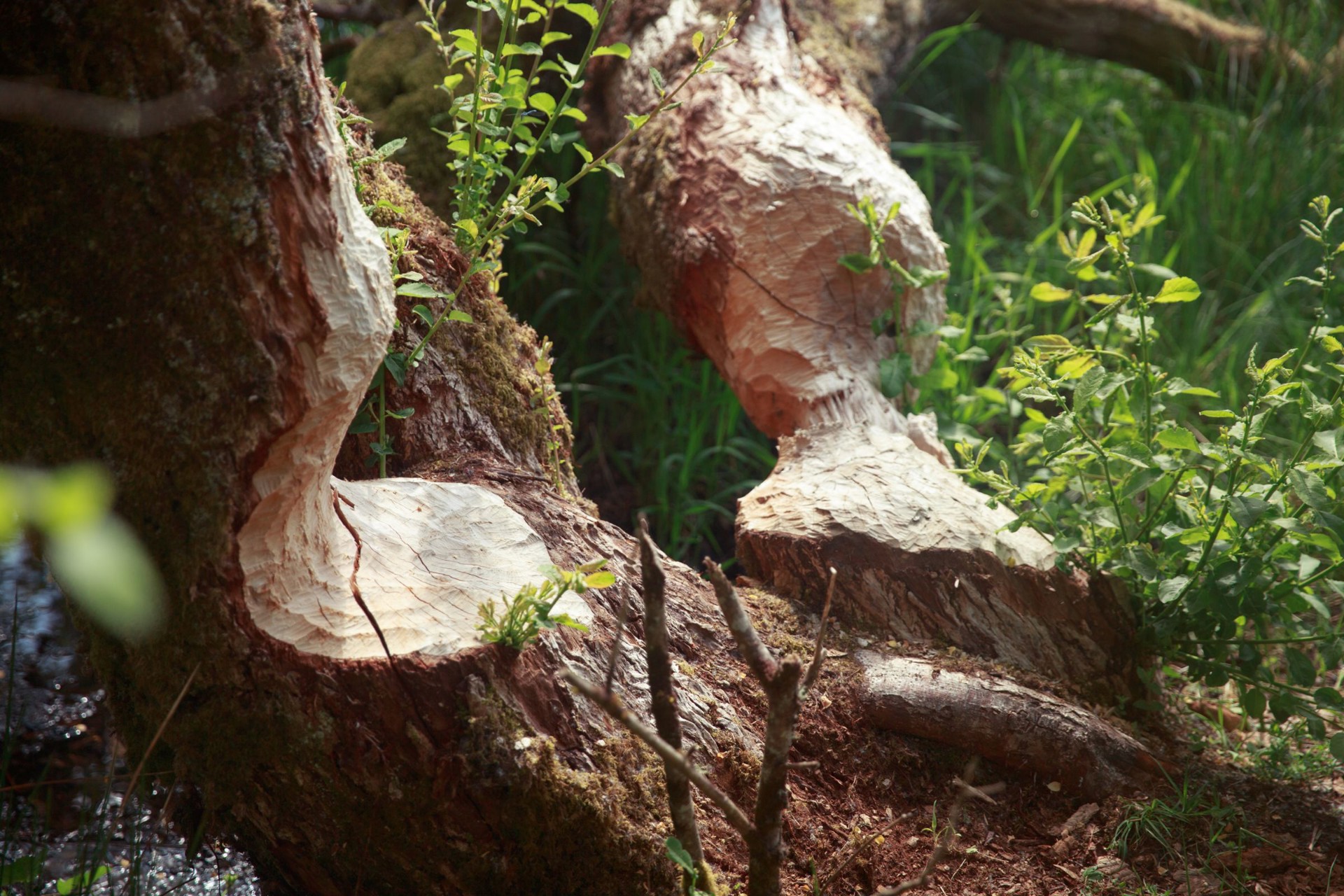 Background image - Beaver Trees