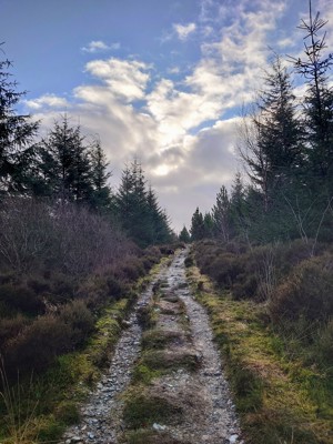 Ascending Through The Woods Heathery Heights