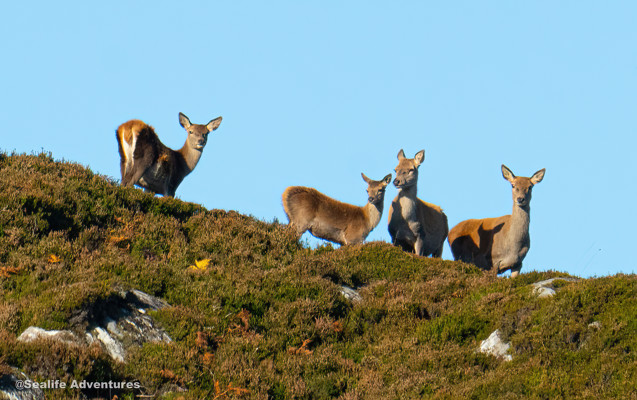 Hinds1