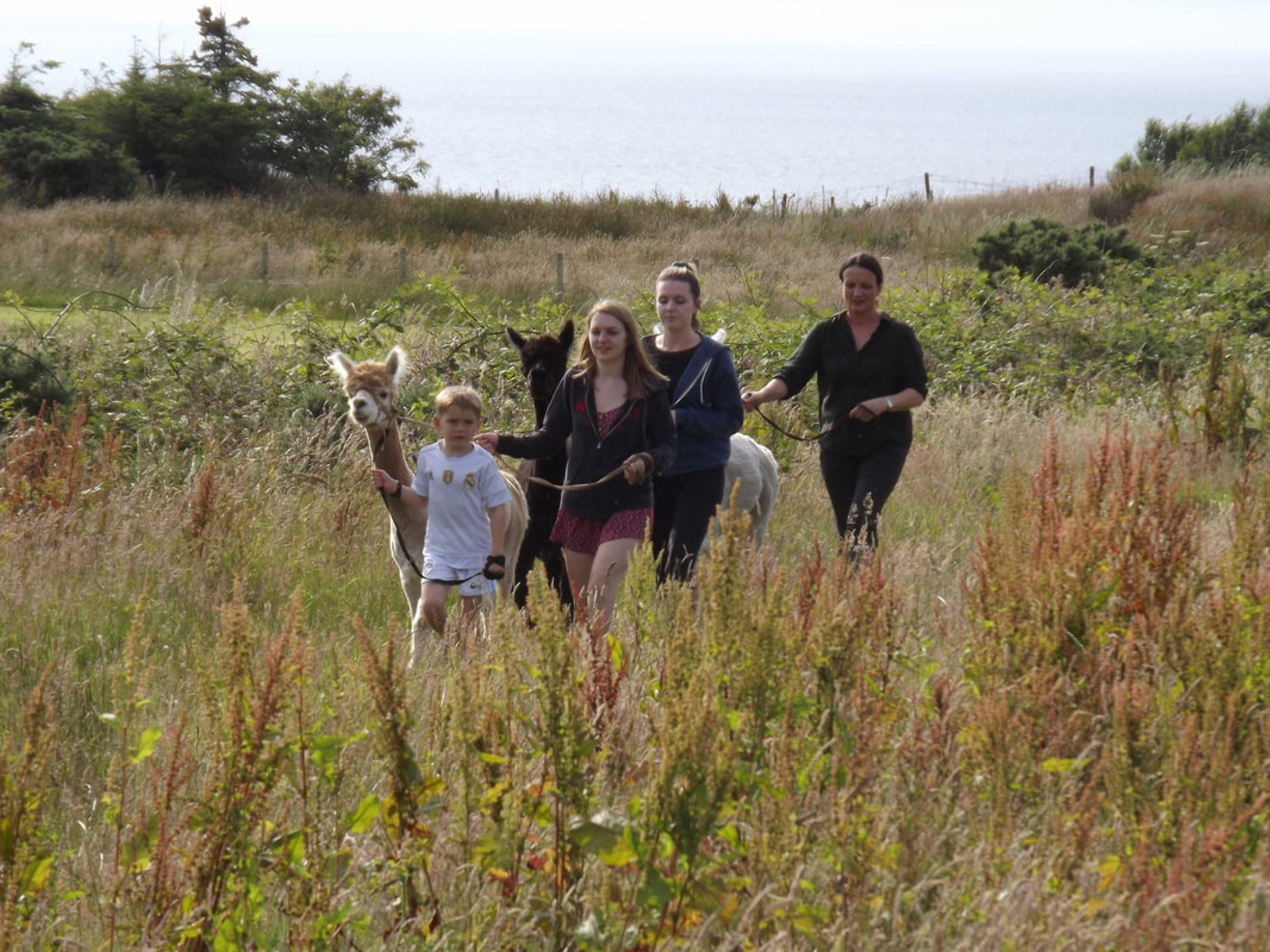 Background image - Beachmore Alpacas