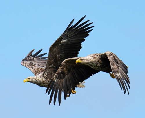 Pause your walking adventure to spot the Golden Eagles on Jura.