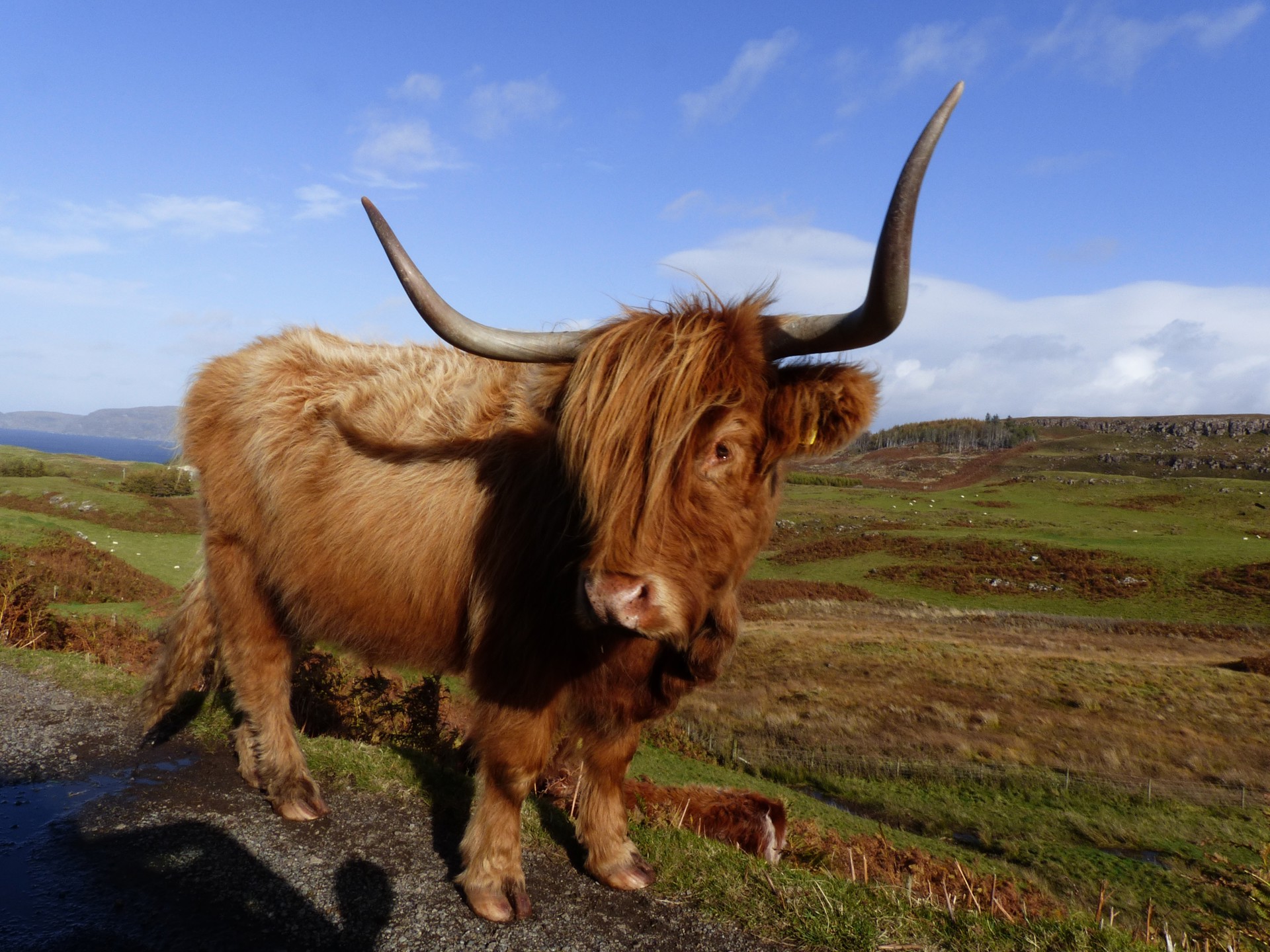 Background image - MKK-RK-Mull highland cow 2014.JPG
