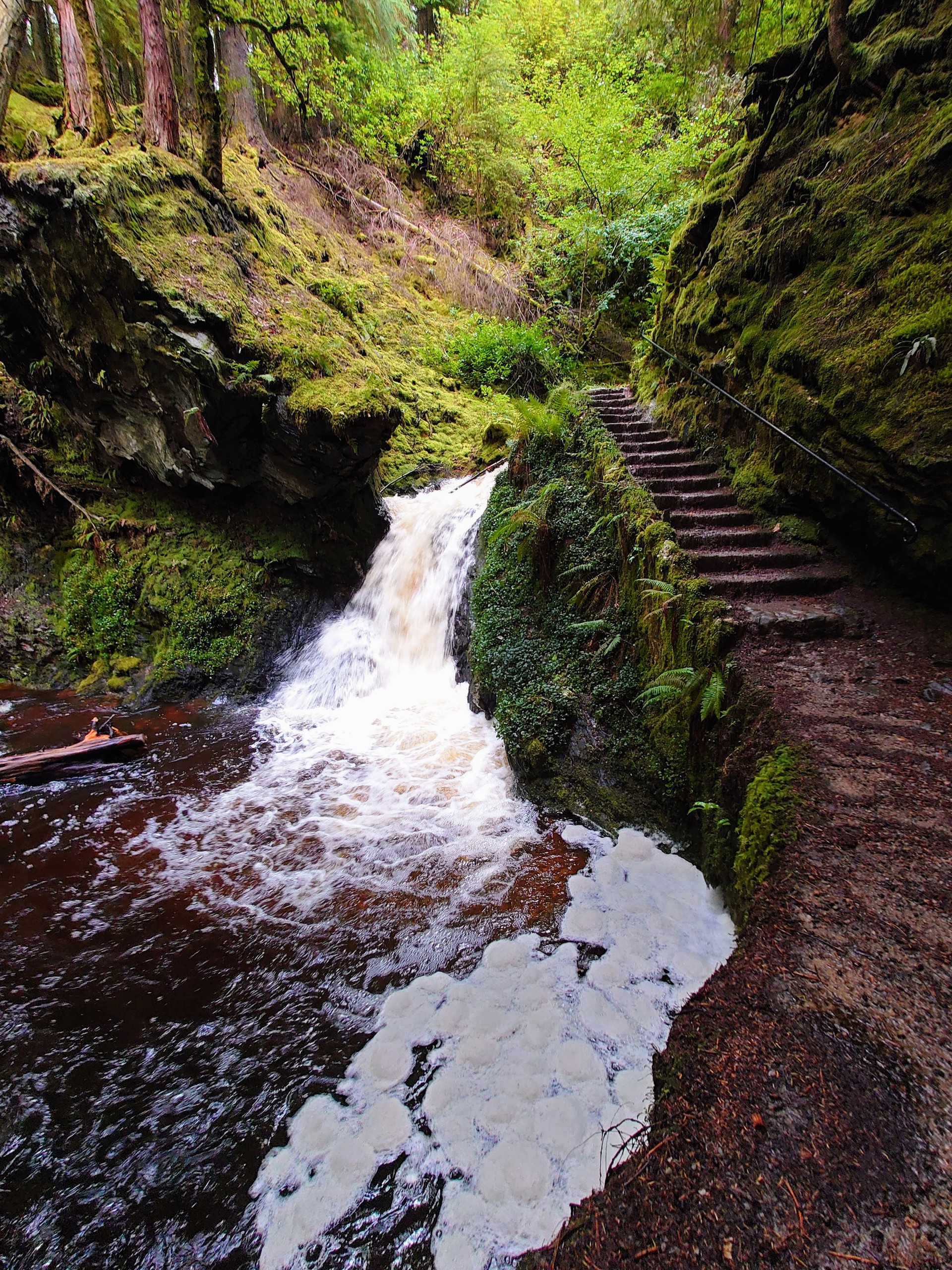 Background image - Steps Lead Onwards, Puck's Glen. Heather Thomas Smith. 2022