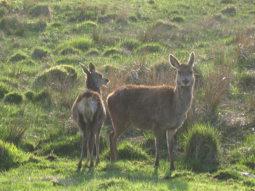 Then Isle of Jura is home to around 5,000 deer!