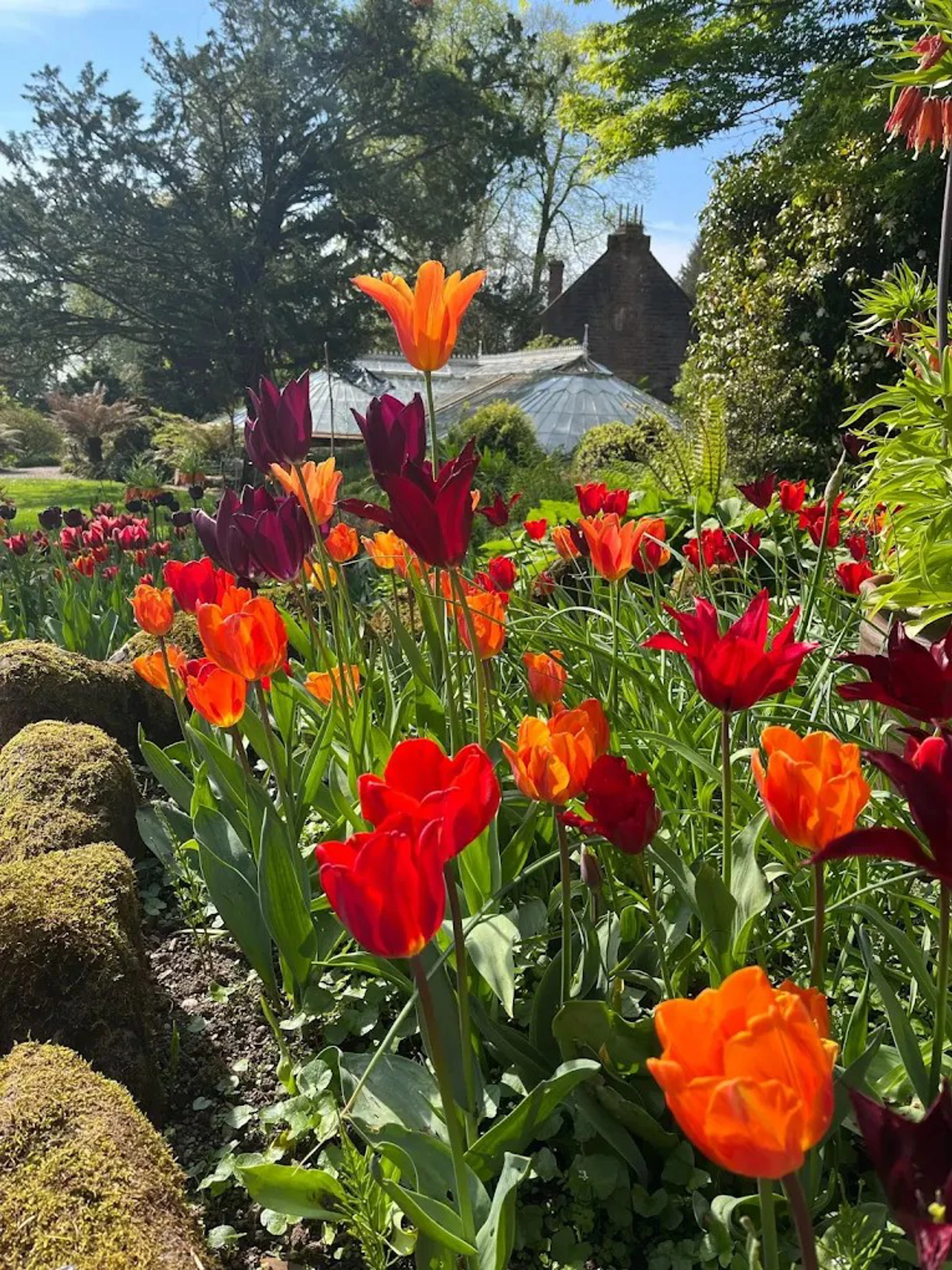 20250619 AH Fernery Tulips (2)
