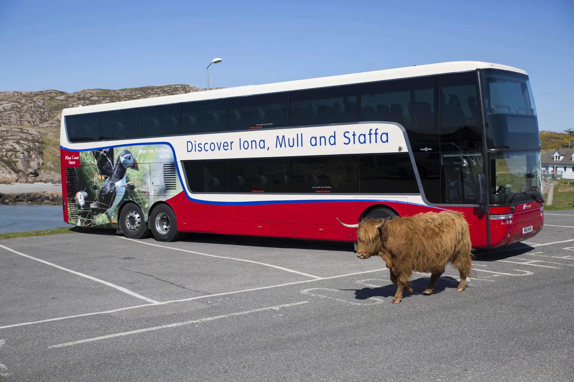 Mull Bus & Cow