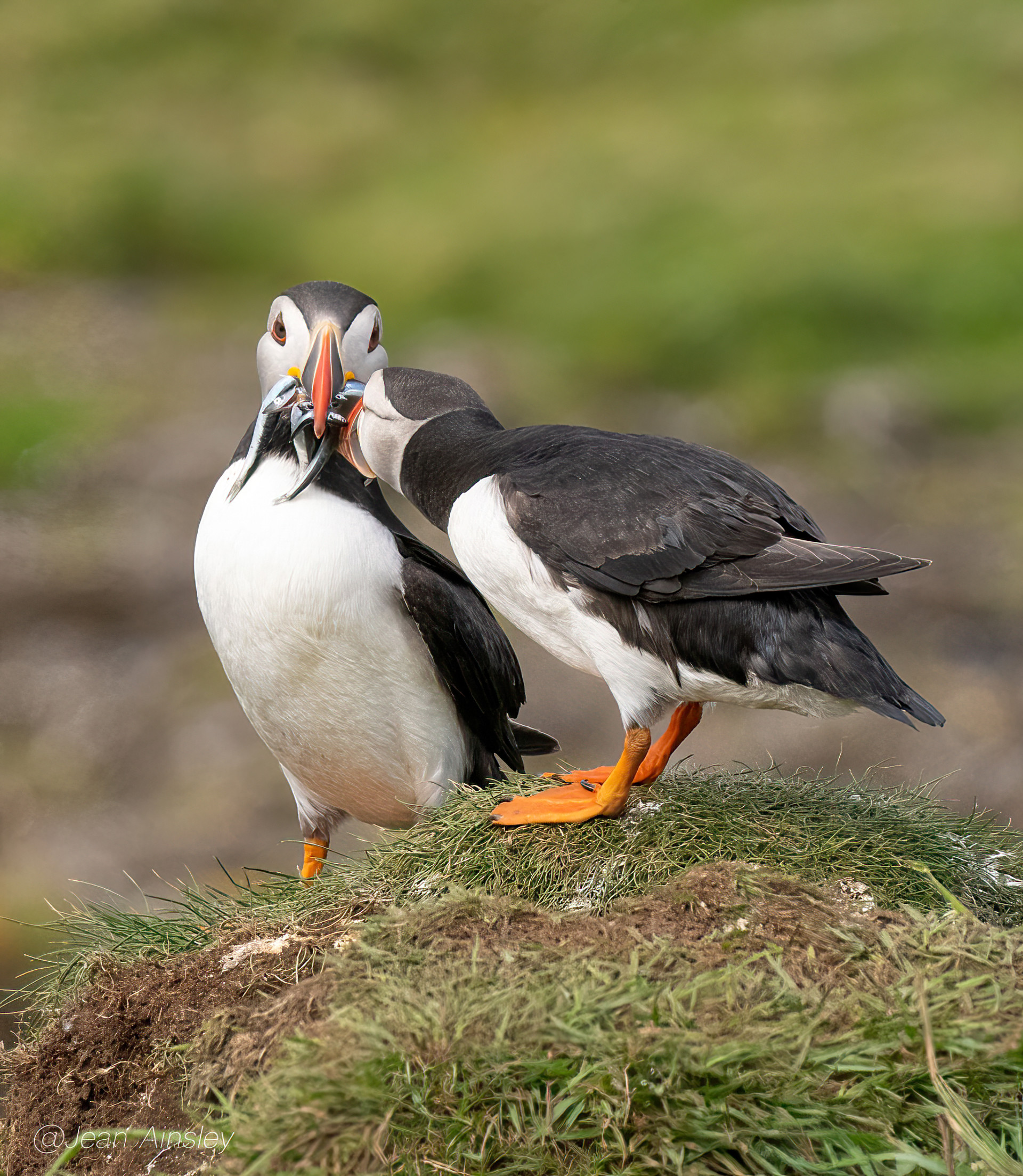 Background image - 2 Puffin And Fish Portrait