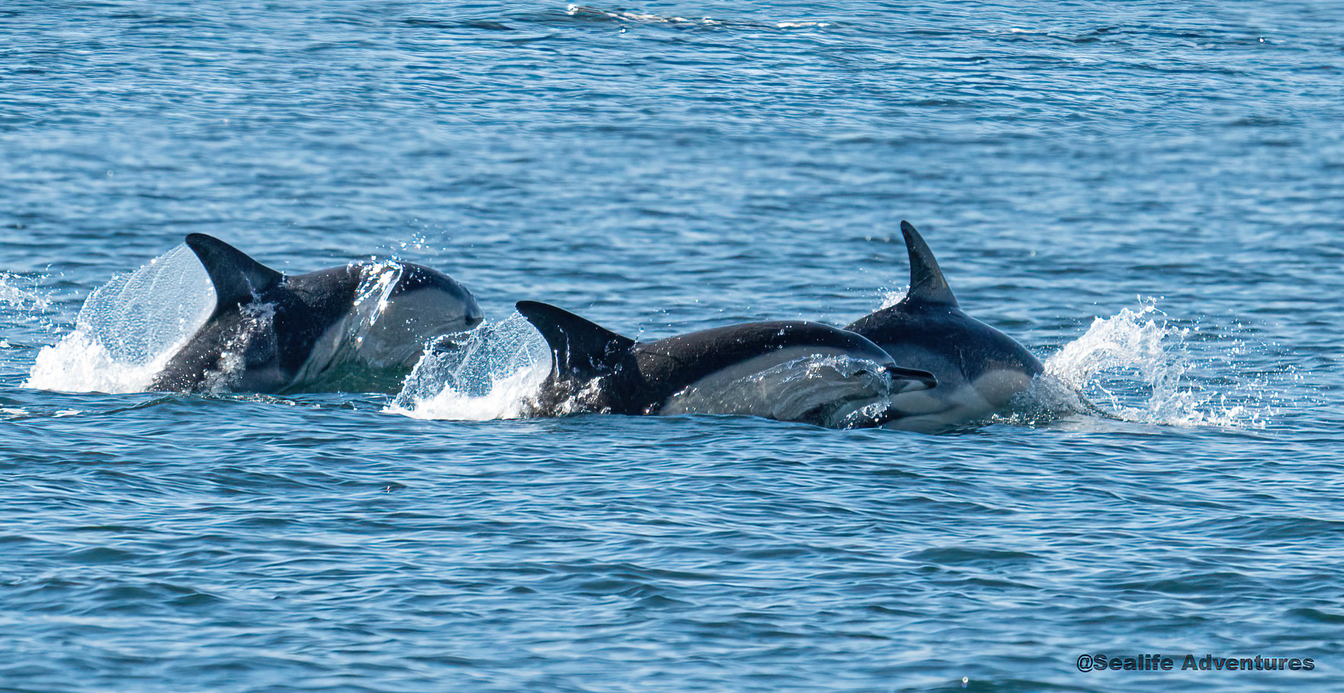 Background image - Common Dolphins