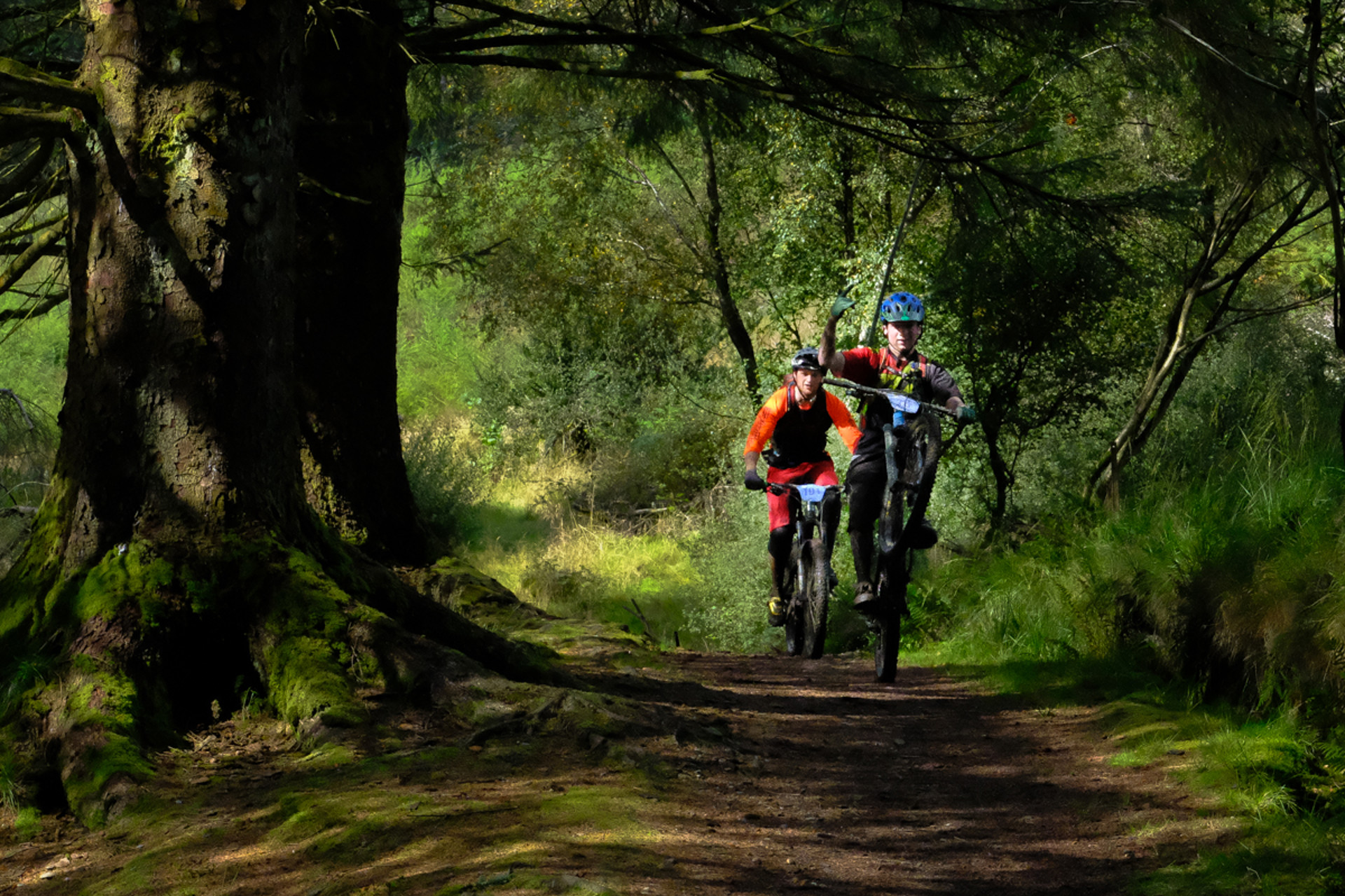 Background image - Forest Cycling In Cowal Ronnie Cairns