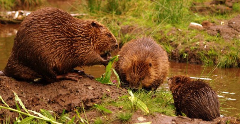 Knapdale Beavers