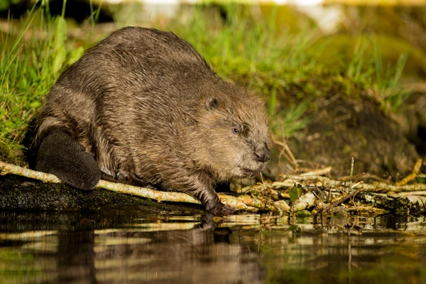 The Argyll Beaver Centre