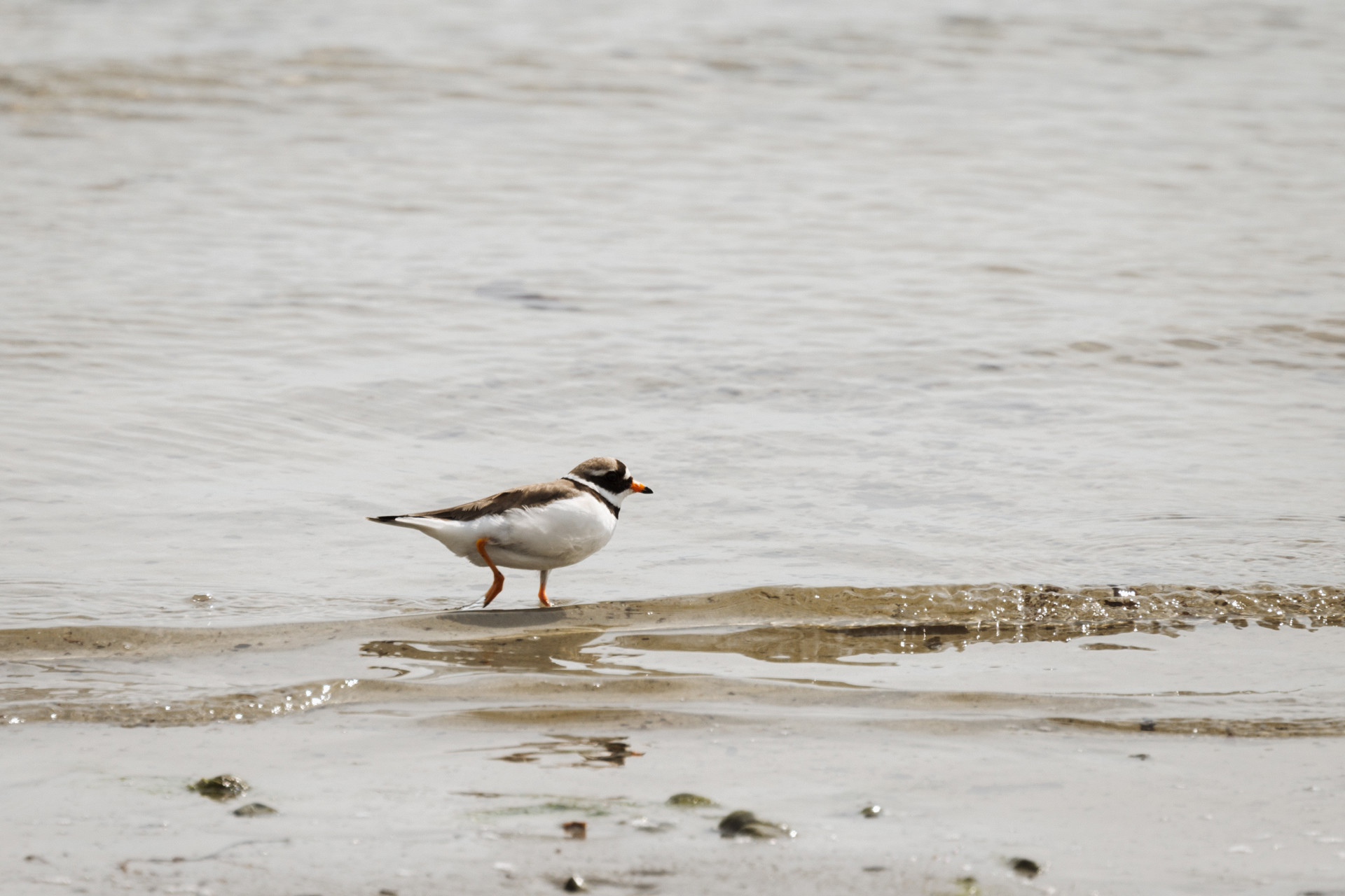 Background image - Jura 1 Hi Res 010 8630