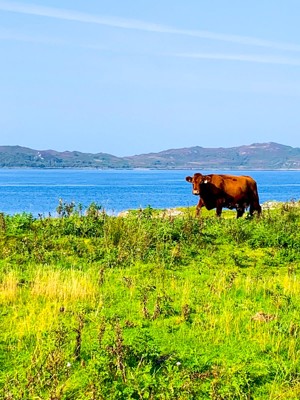 Luing Cow Luing Kelpie Media