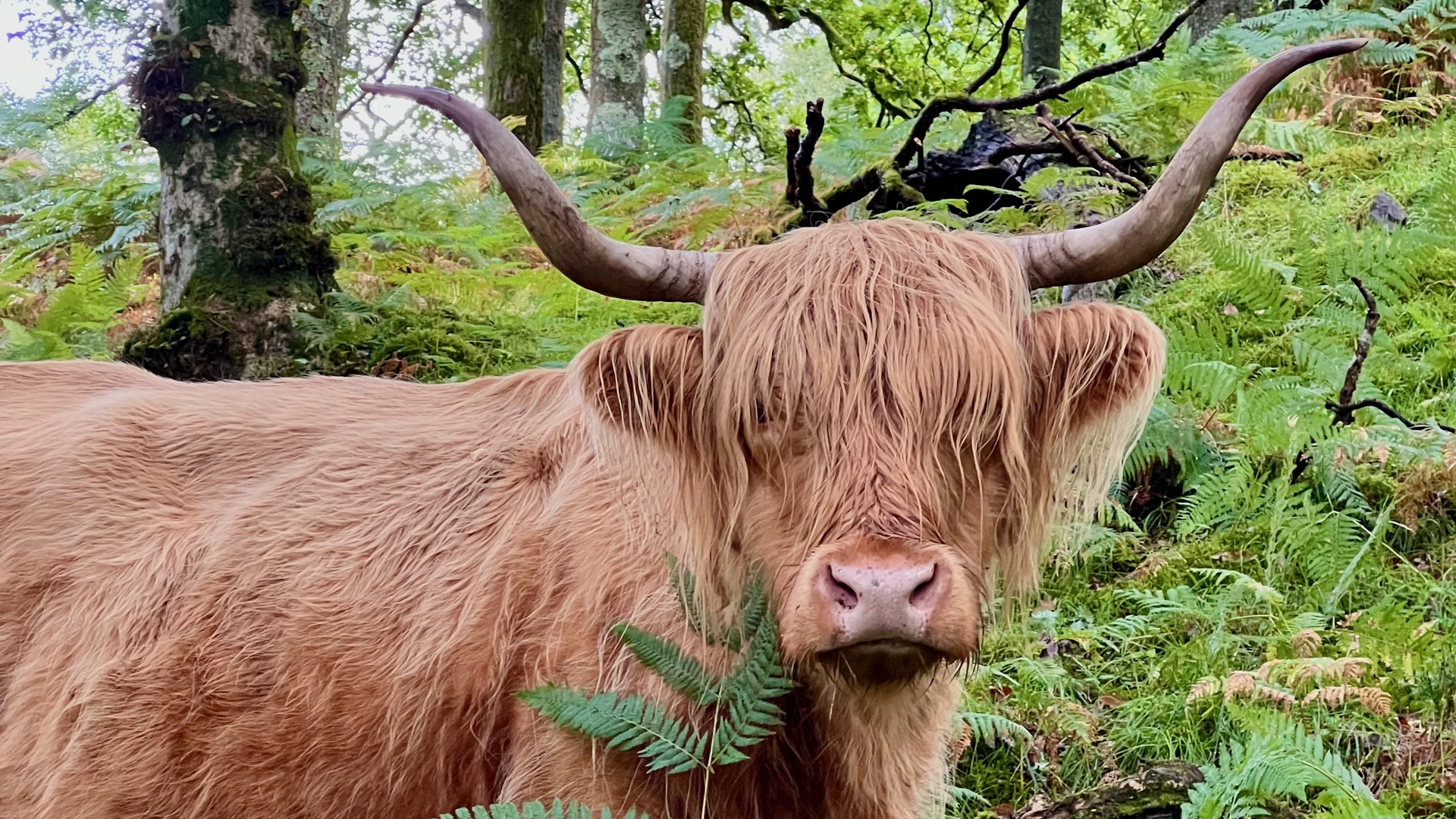 argyll-coo.jpeg