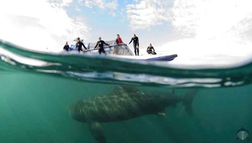 Group of tourists on a day trip with Basking Shark Scotland, Credit: Basking Shark Scotland