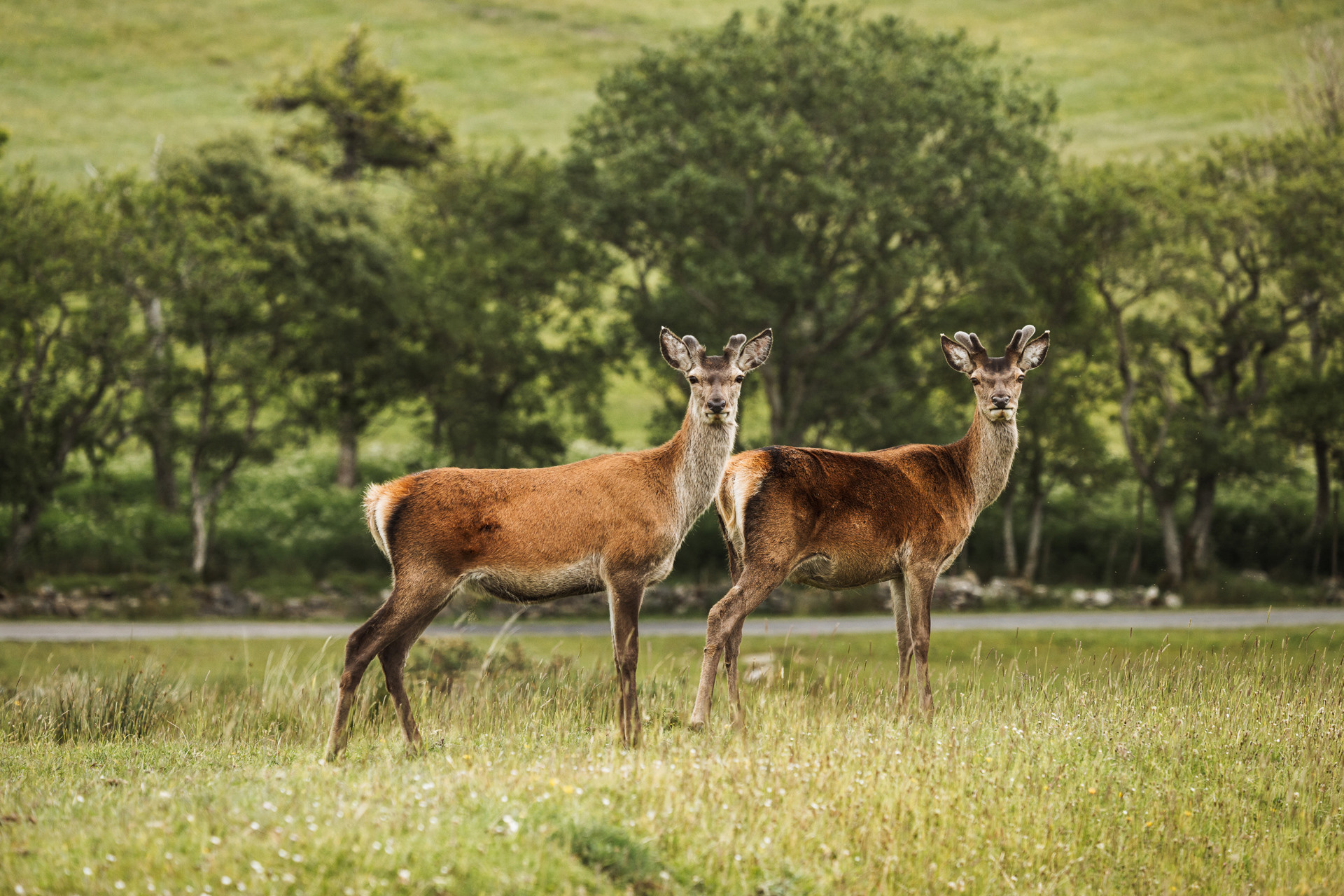 Background image - Jura 2 Social Res 008 4539