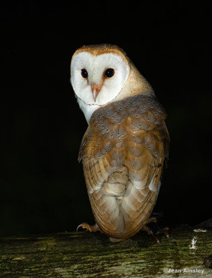 Barn Owl 7 Portrait