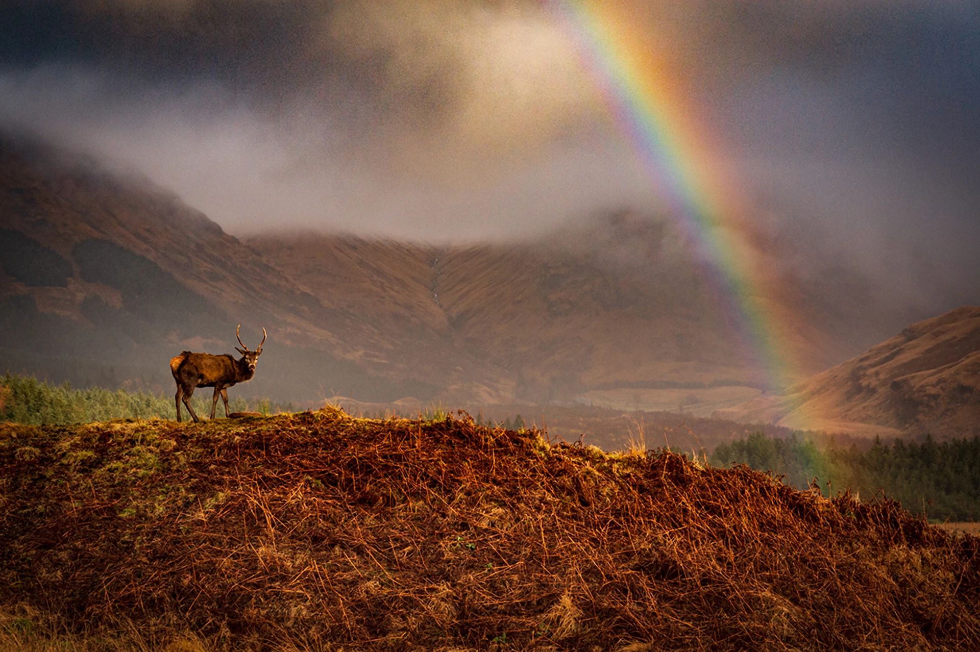 kevin-mcgarry-rainbowstag-2020.jpg