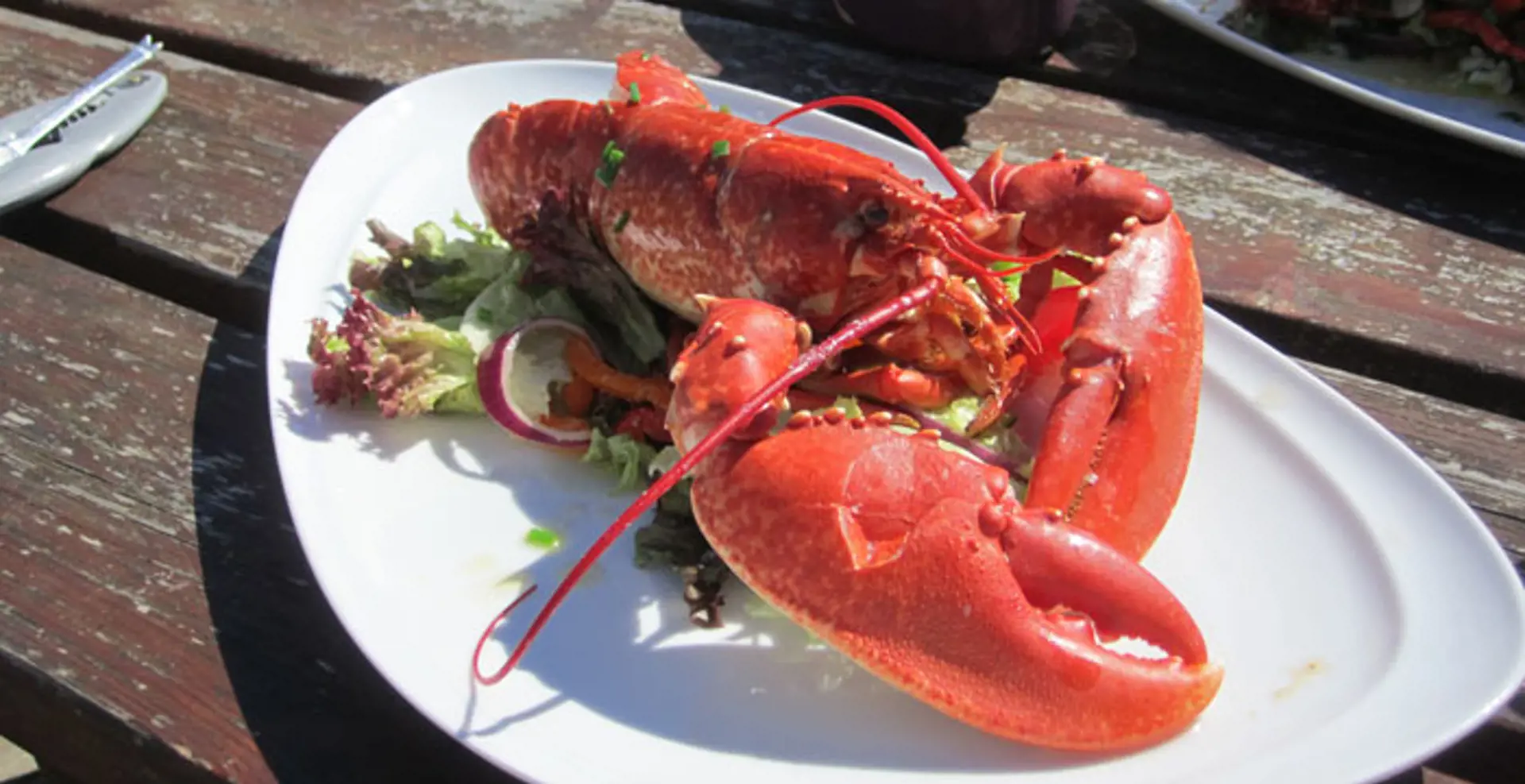 2014-Gigha-lobster-RK.jpg