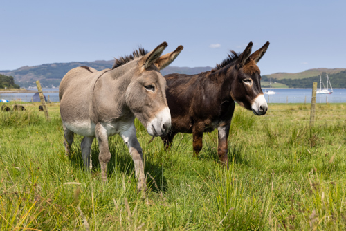 Carry Farm is also the home to a few (less wild) animals you can watch.