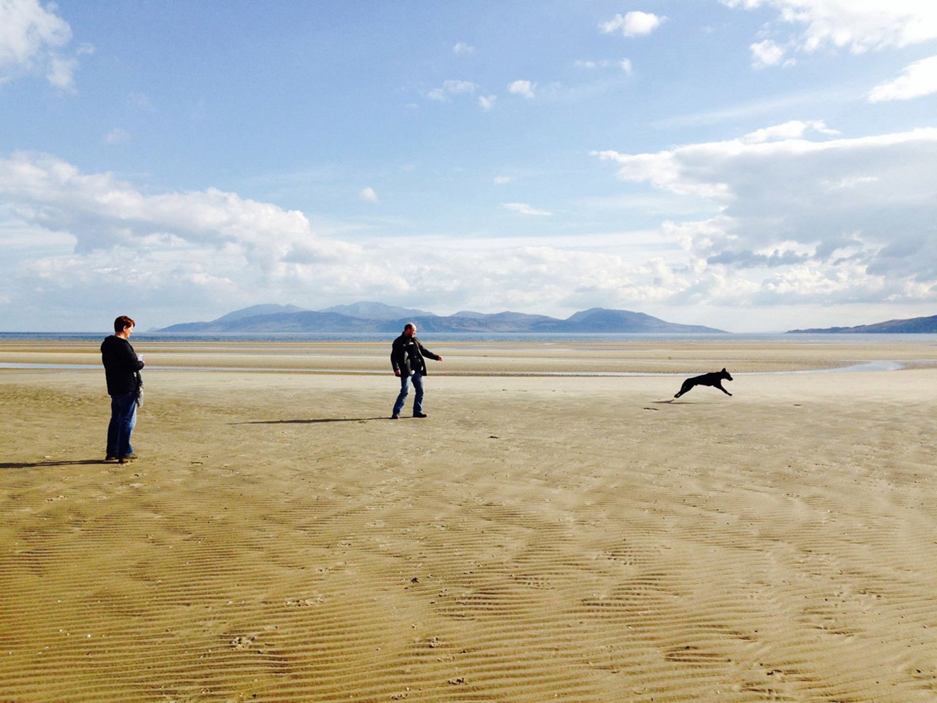 Background image - Dog Wilf Ostel Bay