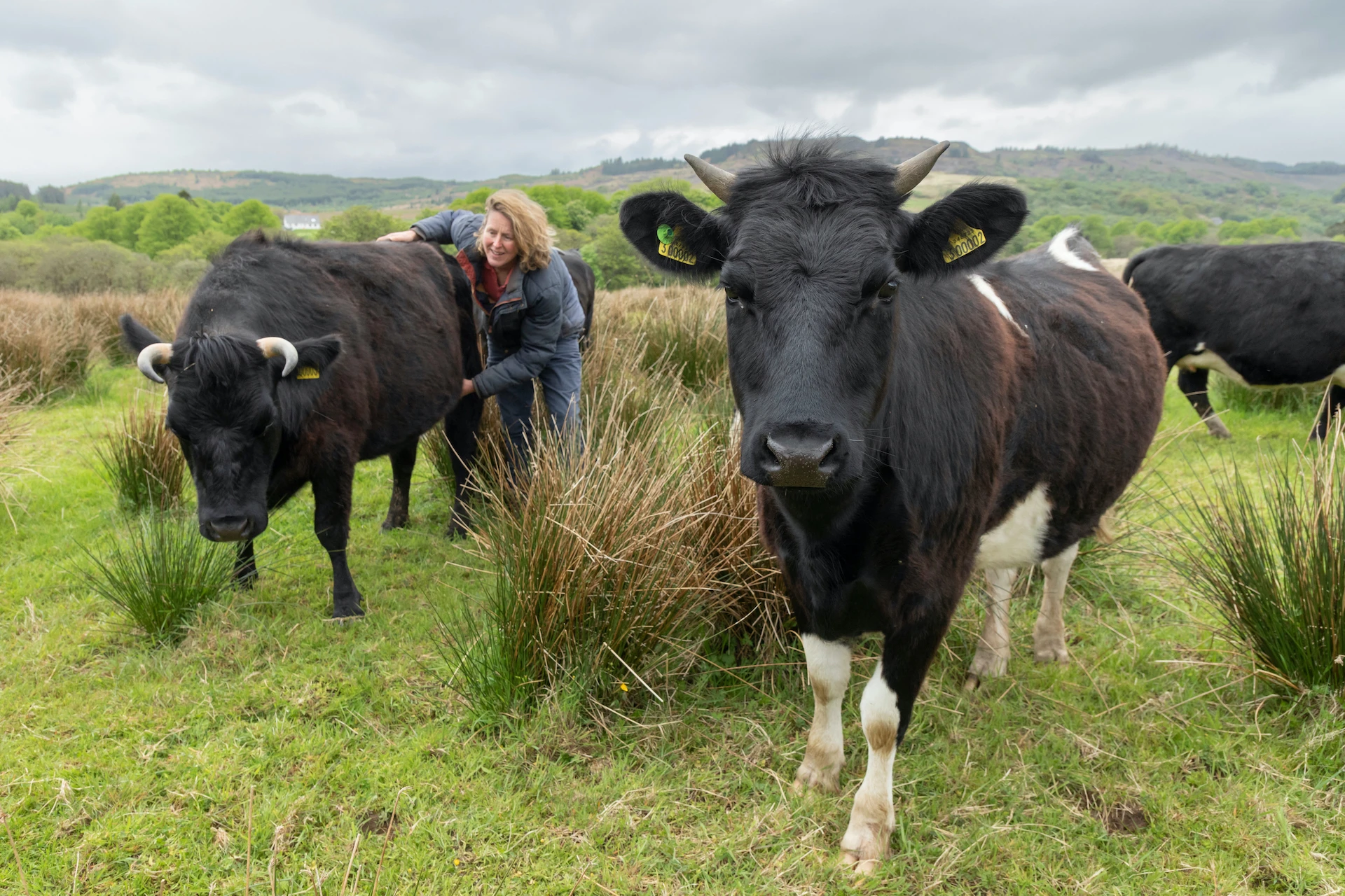 Shetland Cow Herd