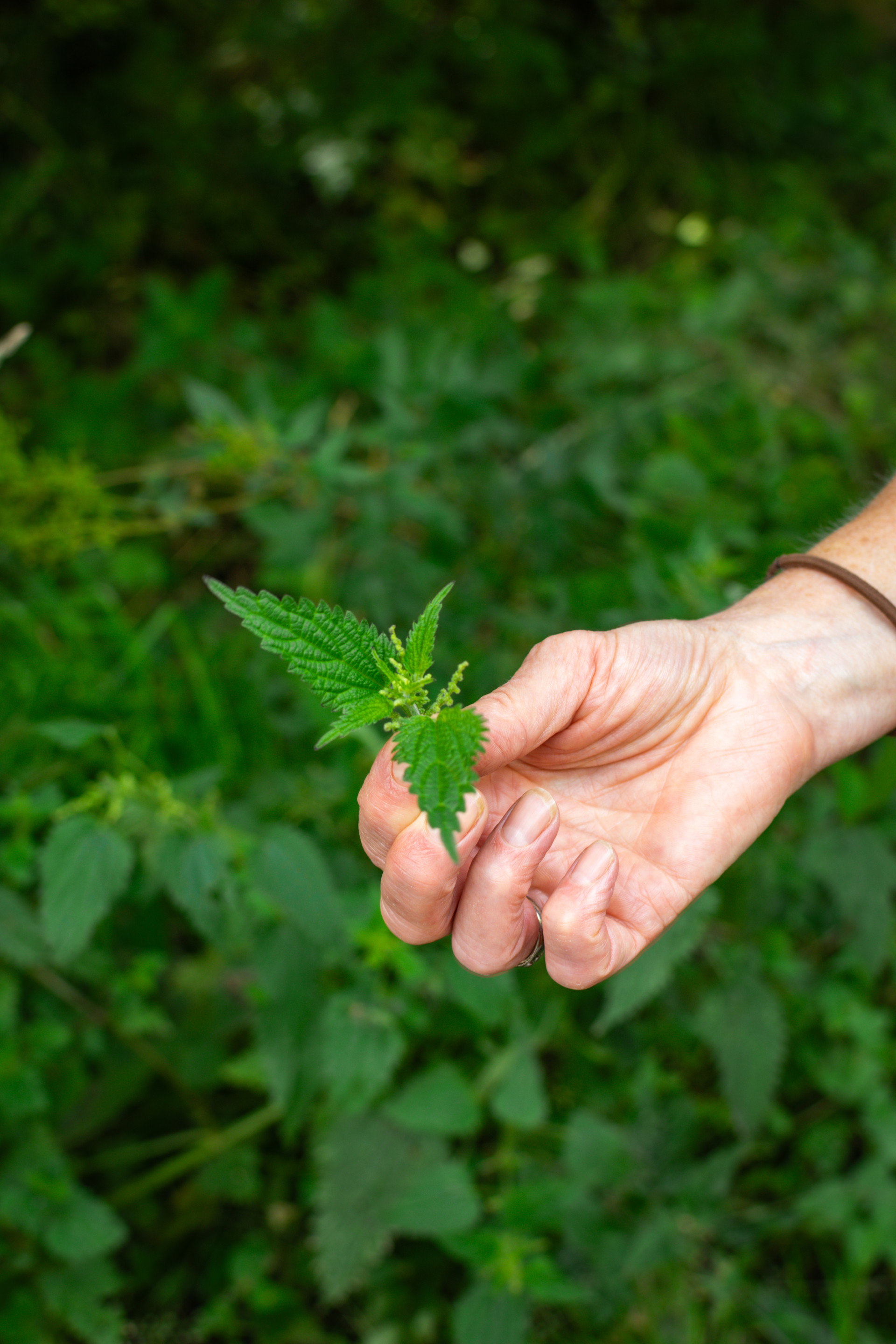 Background image - Heathery Heights Foraging (1)
