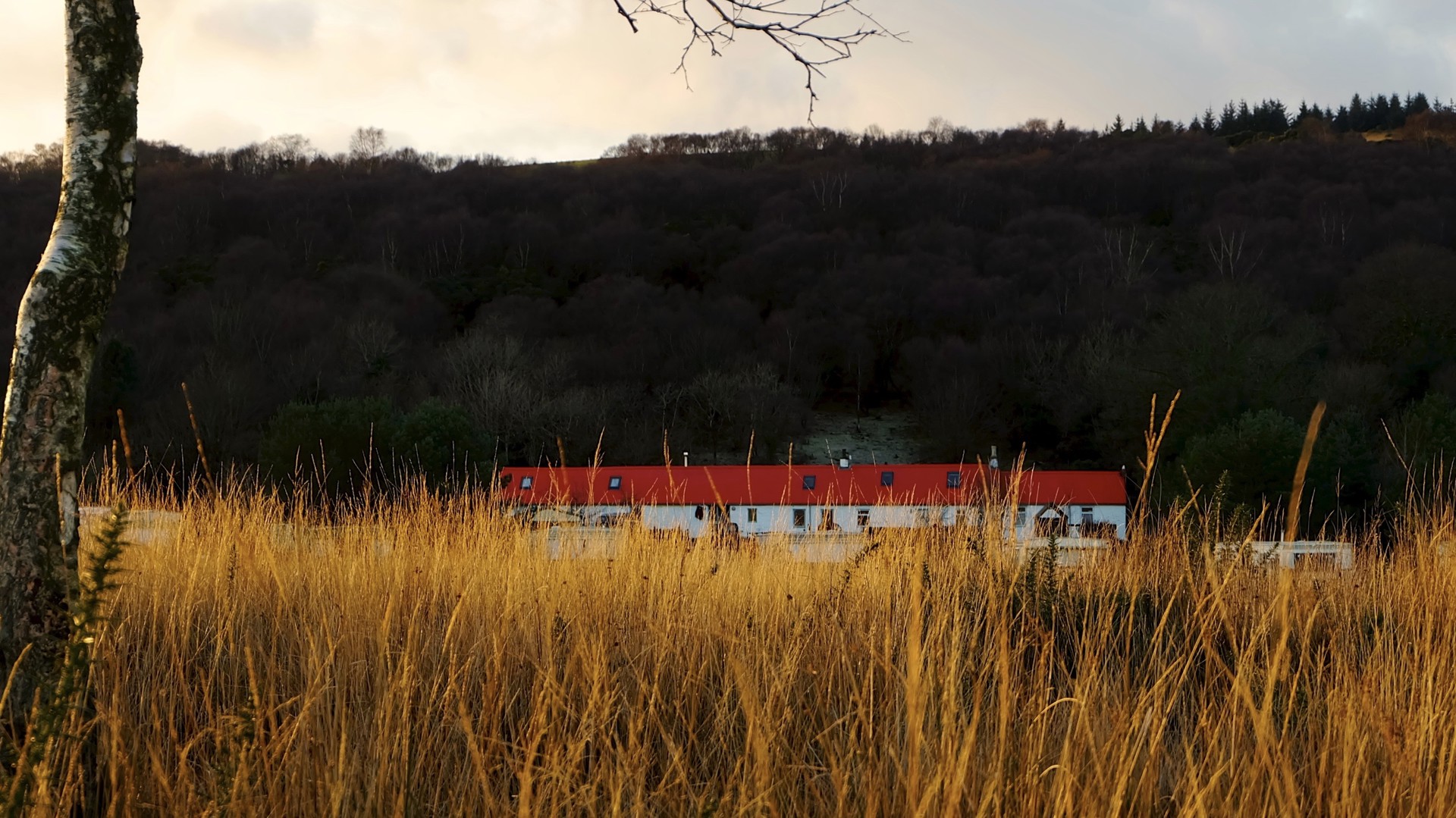 Background image - carry_farm_and_grass.jpg