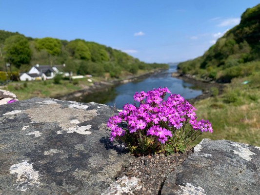 Kelpie Media Fairy Foxgloves On Bridge Over The Atlantic, Seil