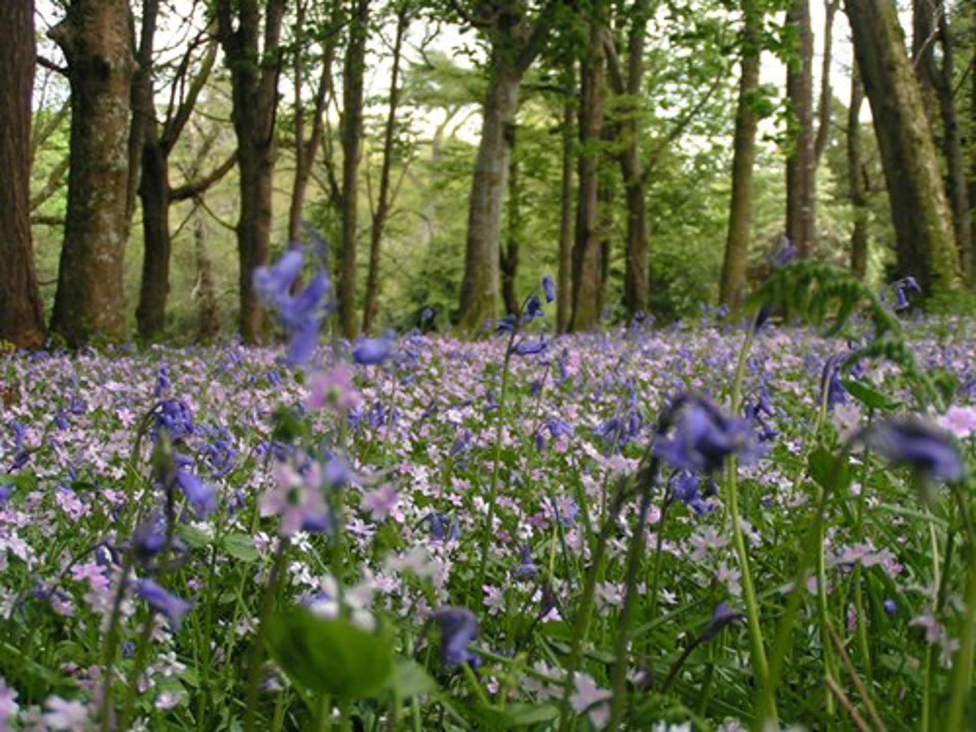 Background image - Bluebells Argyll