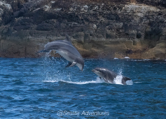 dolphins_dc22-sharpenai-focus.jpg