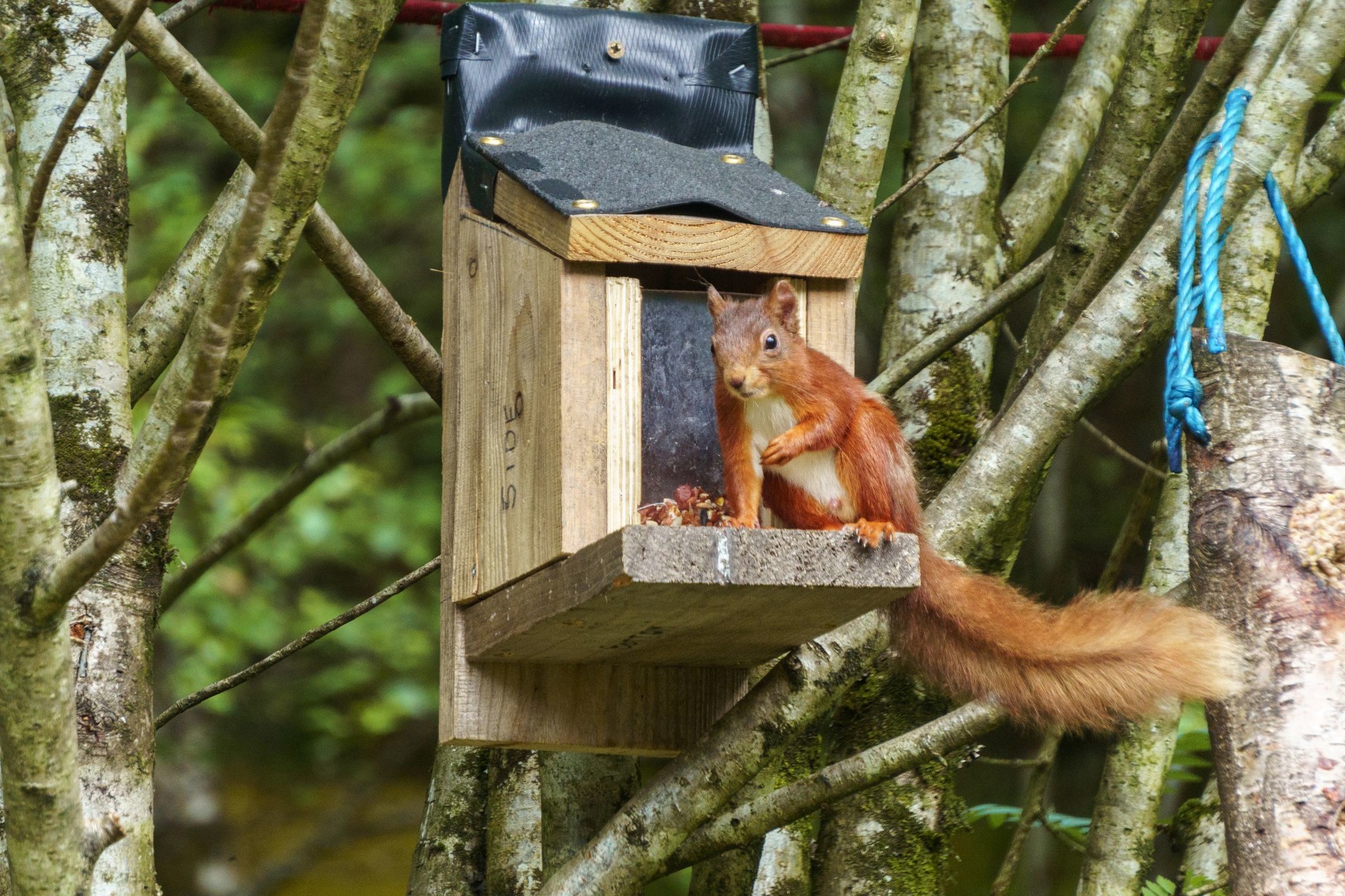 Background image - Red Squirrel Argyll